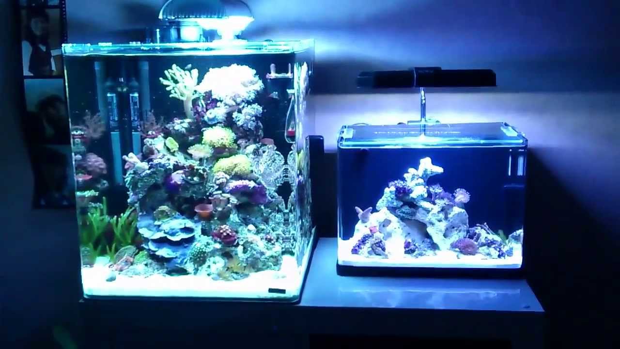Nanoriff 60L Dennerle +19L Cube Marinus Miniriff Teil 3