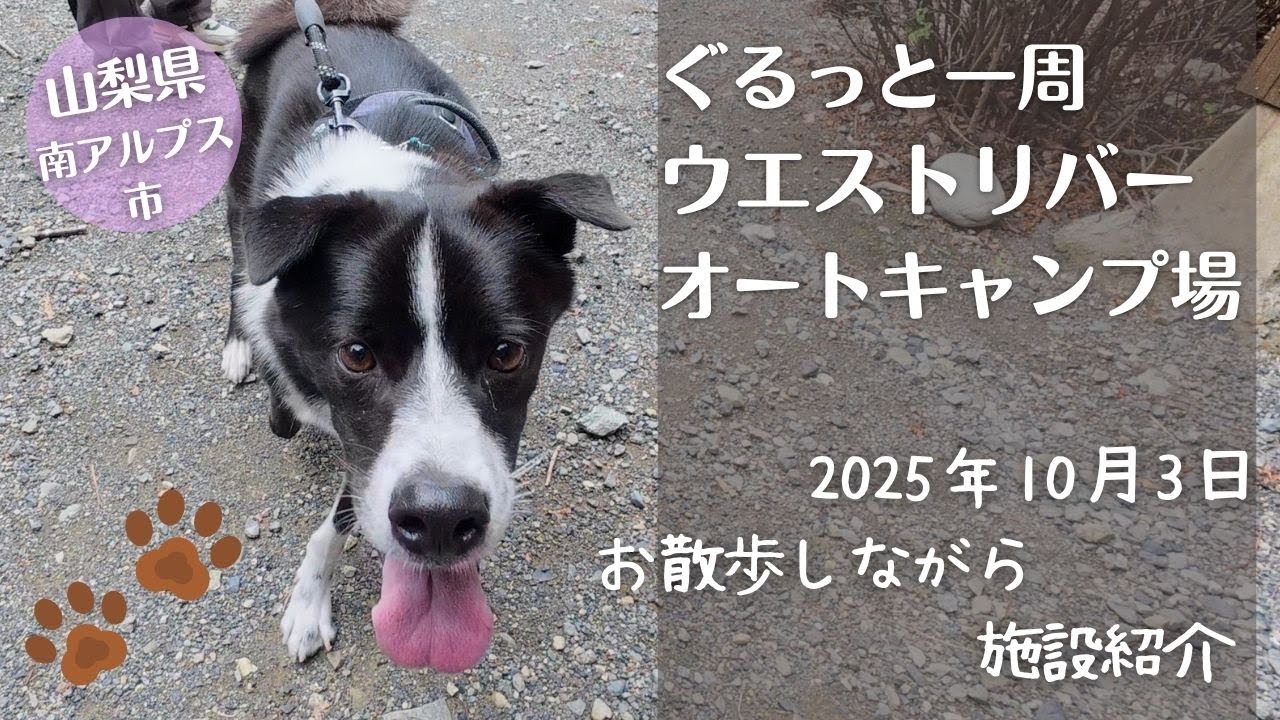 【キャンプ場紹介】大好きになりました。愛犬と散歩しながらウエストリバーオートキャンプ場をぐるっと一周！