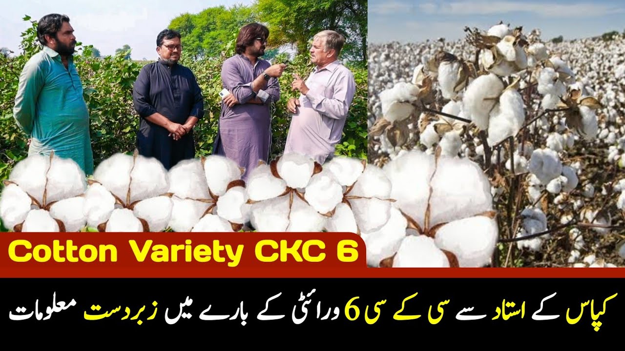 Cotton Variety CKC 6 / Kapas k Ustad se CKC6 k Bare men Zabardast Information / G Farm