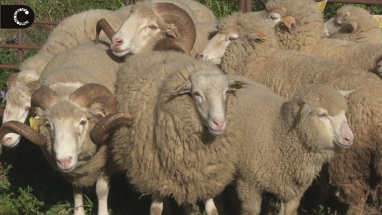 Cães Pastores de Ovelhas | Demonstração na Quinta do Pisão