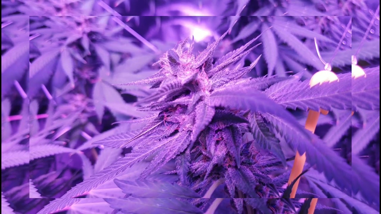 #ogguapberries f2 end of week 5