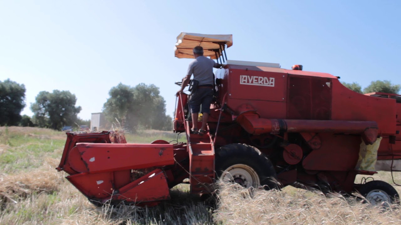 Mieti-trebbia dell'antica varietà di grano duro Saragolla