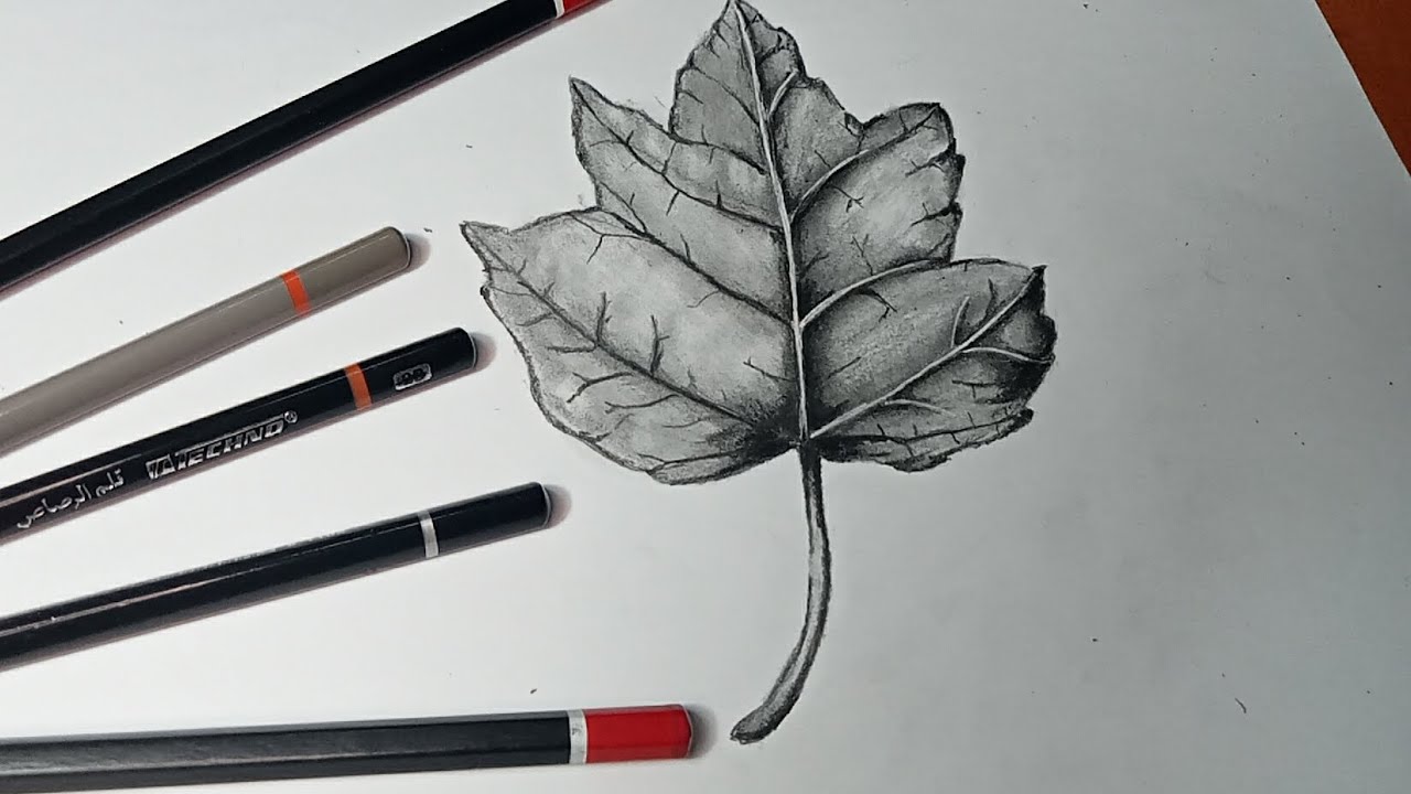 تعلم رسم ورقة شجر | رسم ورقة شجر بقلم الرصاص | رسم ثلاثي الابعاد | رسم سهل