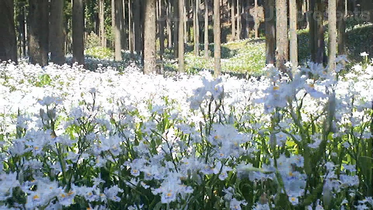 ＨＤ版　春の花絶景　京都府北部　綾部市老富町のシャガの群生地　水源の里　海の京都にある森の京都