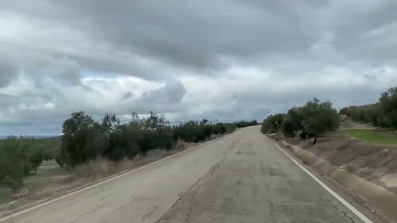 Many Many Olive Trees in Sierra de Cazorla