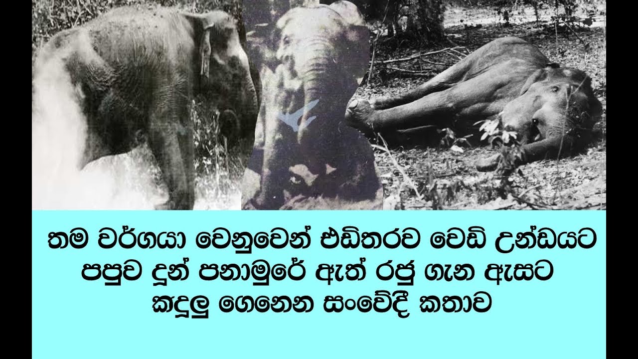 තමන්ගෙ එවුන් වෙනුවෙන් ම රා ගෙ න මැරෙන්න තරම් එඩිතර වුනු පනාමුරේ ඇත් රාජා - Panamure E le p h a n t