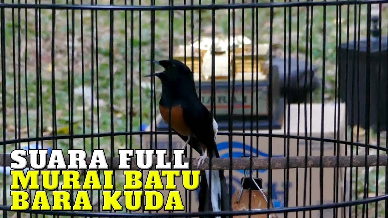 Gimana Sih Suara Bara Kuda Sang Jawara Kelas Utama? Ini Jawabannya!