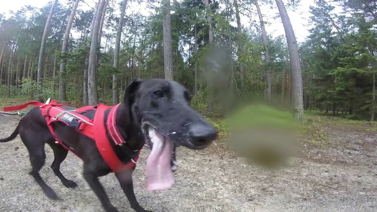Dogscootering - training