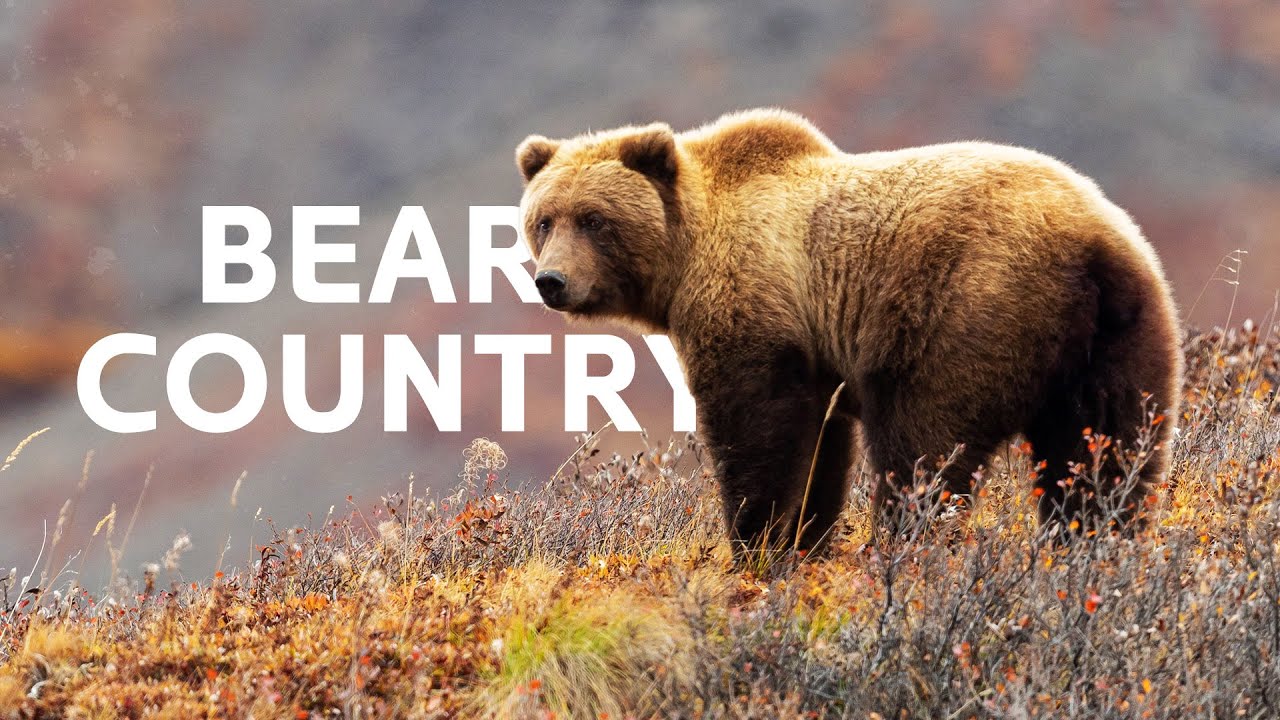 Scarface: The Grizzly Bears Of Yellowstone National Park | Grizzly Country Documentary