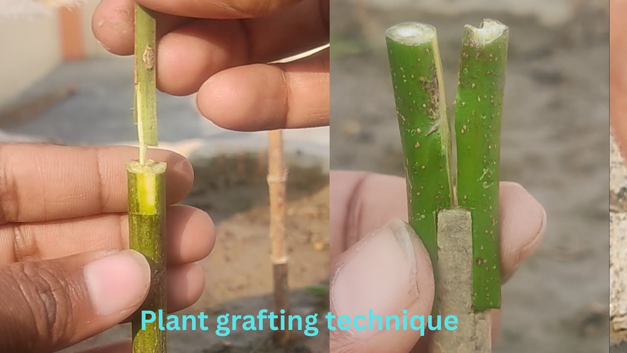 Easy Plant grafting technique | grafting plants #grafting #satisfying #viral #gardening #agriculture