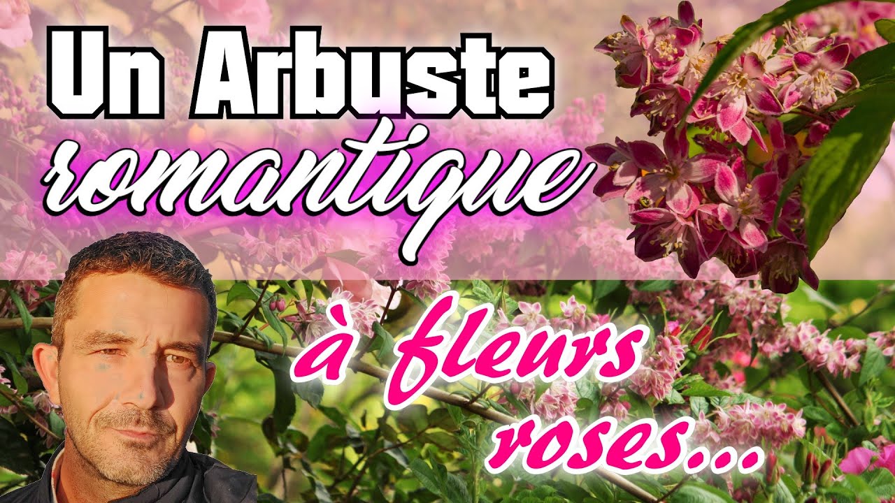 Arbuste romantique &agrave; fleurs roses ! [Deutzia 'Perle Rose']