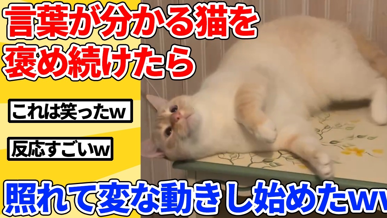 【2ch動物スレ】言葉が分かる猫を数分間、褒め続けたら変な動きし始めたｗｗｗｗｗ