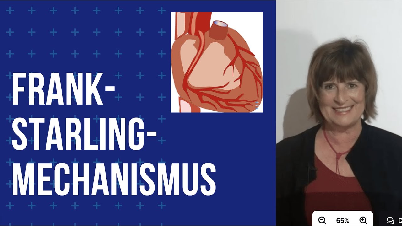 Frank Starling Mechanismus