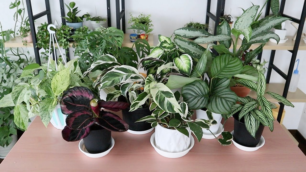 水やりしながら癒される🌿｜観葉植物