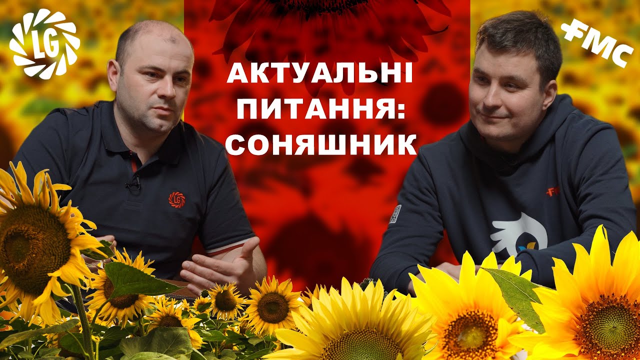 Соняшник під технолонію Express. Особливості, перспективи, виклики