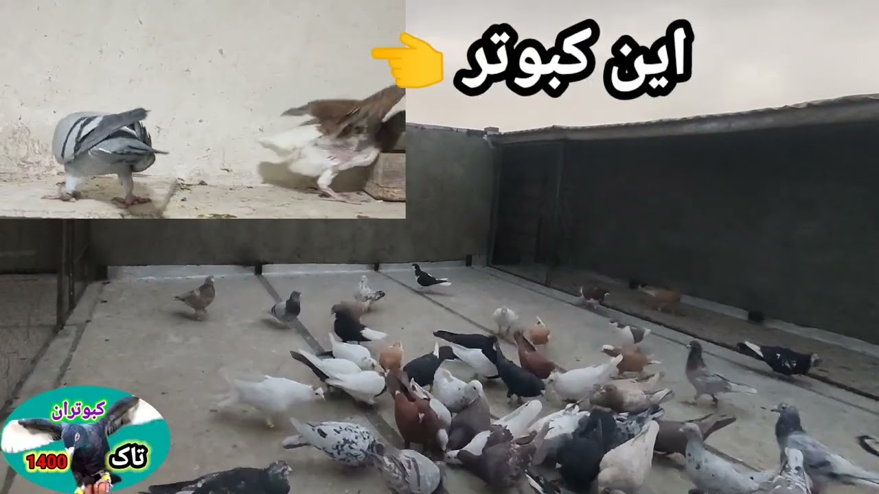 نمایشی از همه کبوترام و2 تا کبوتر غریب شکار شده جدید؟ 