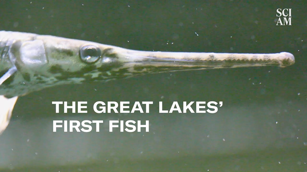 Great Lakes Fish Are Moving North With Climate Change, But Can They Adapt Fast Enough?