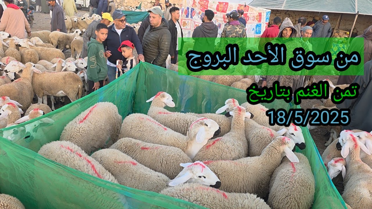 من سوق الأحد البروج بني مسكين بتاريخ 18/5/2025 تمن الخروف البدري والخروفة وحولي الدبيحة #فرجة_ممتعة