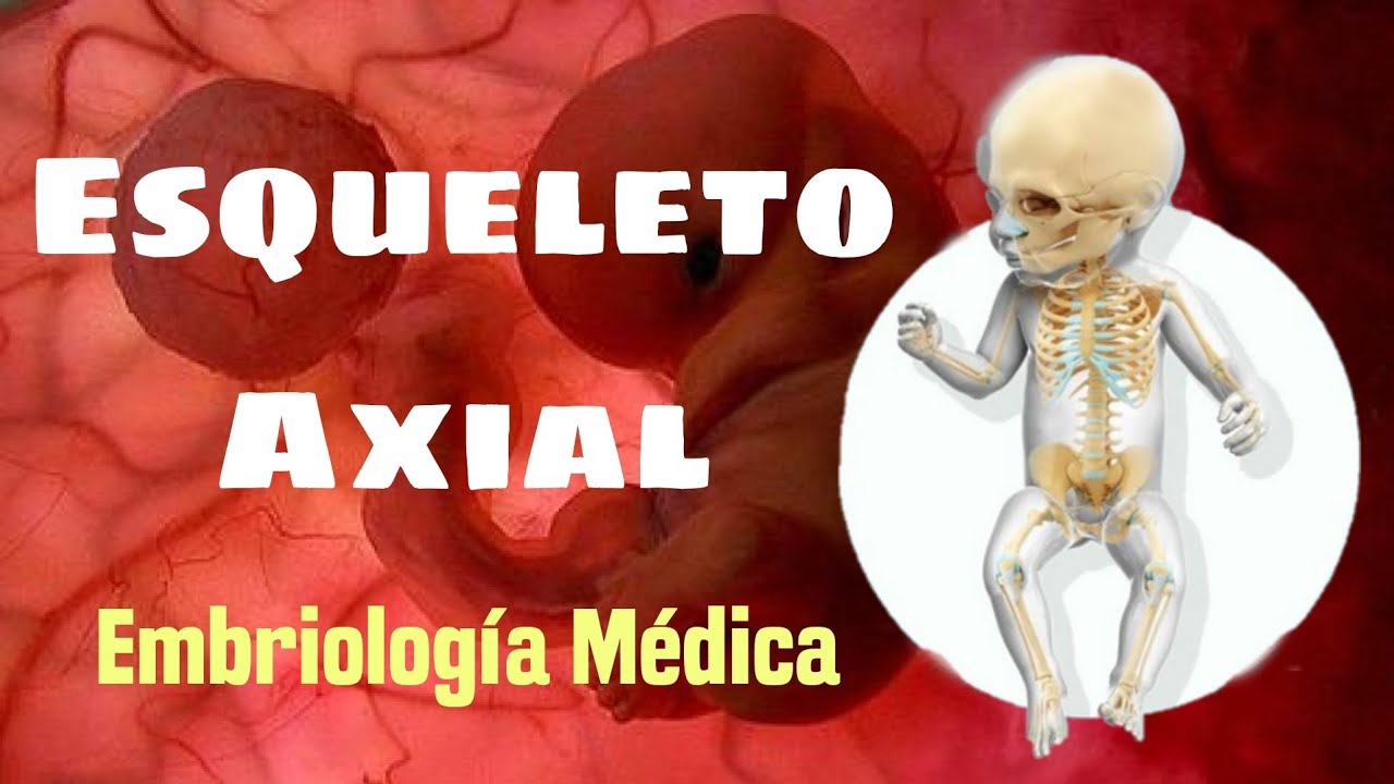 Esqueleto Axial EMBRIOLOGIA MEDICA DE LANGMAN