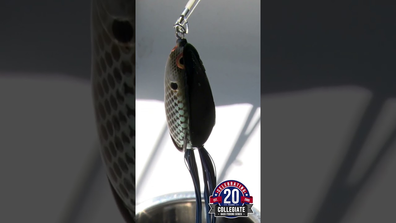 SPRO BRONZEYE SPIT SHAD #FRAUGUST #SPRO #SPROUSA #SPROFishing #FrogFishing #WeAreCollegiateBass