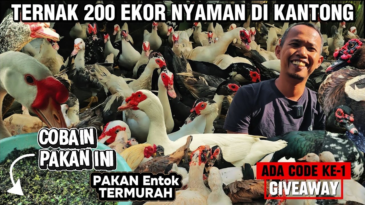  WAJIB DITIRU❗200 EKOR ENTOK BIAYA PAKAN BISA SEMURAH INI