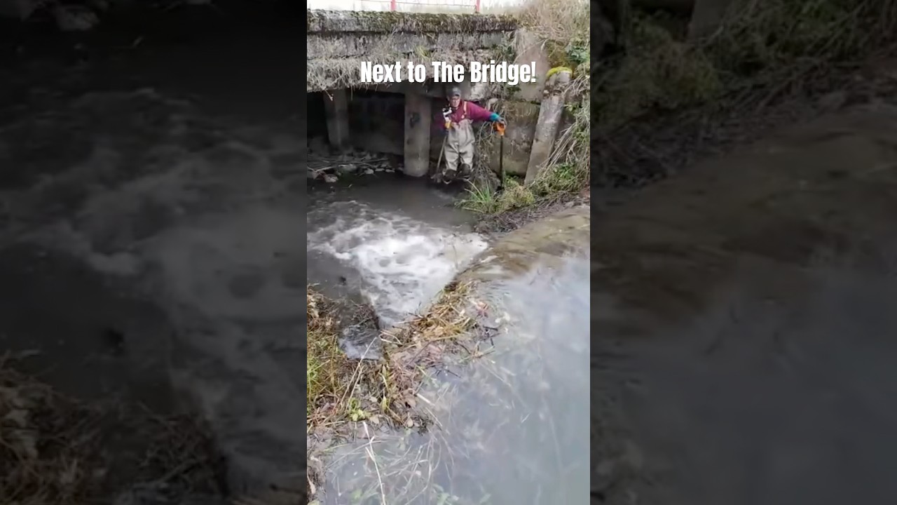 Beaver Dam Removal Next To The Bridge!#beaverdam #satisfying #drain #asmrvideo #shorts