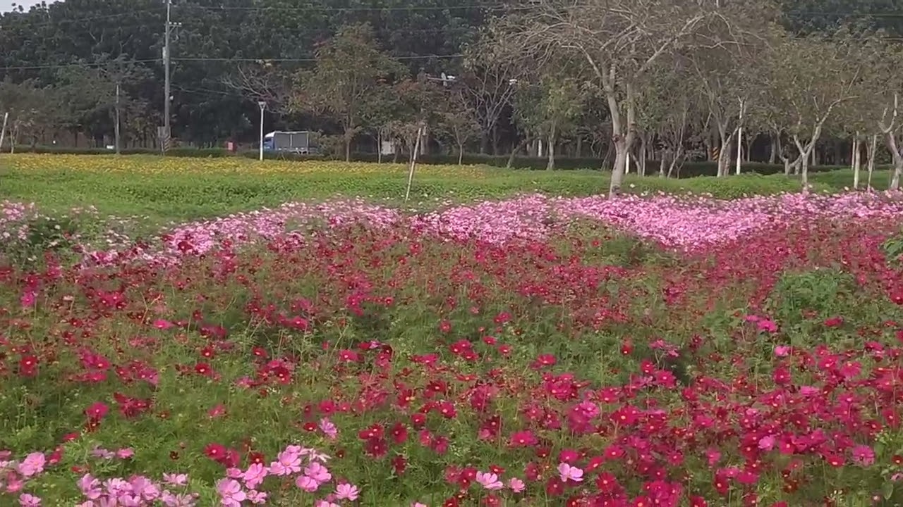 新春迎花萌
