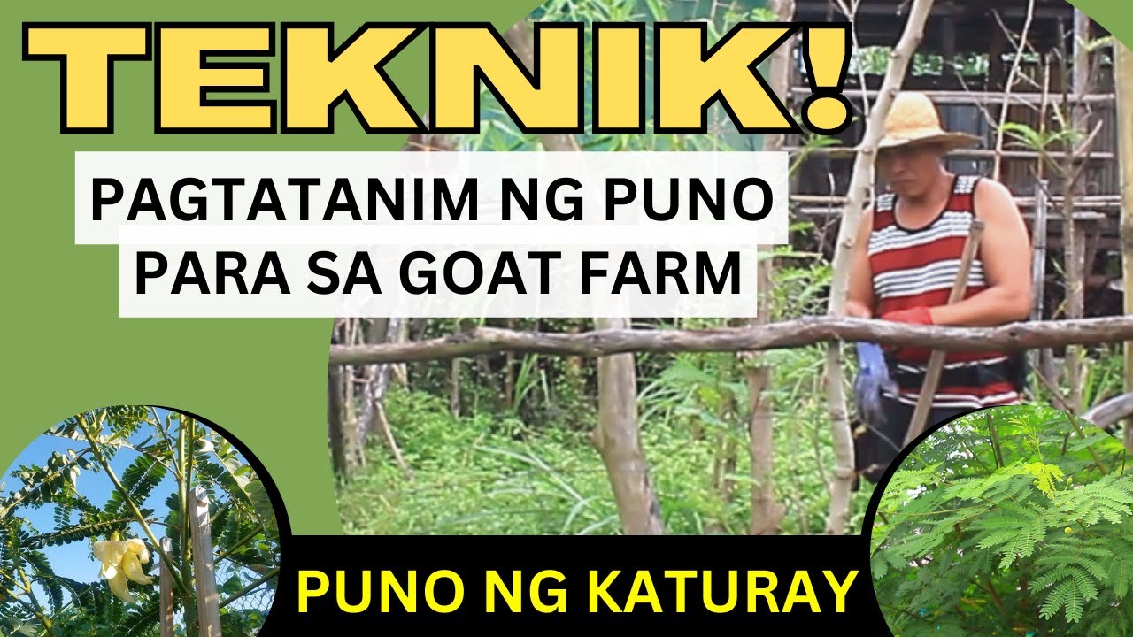 TEKNIK para sa pagtatanim ng Punong kaylangan para sa GOAT FARM