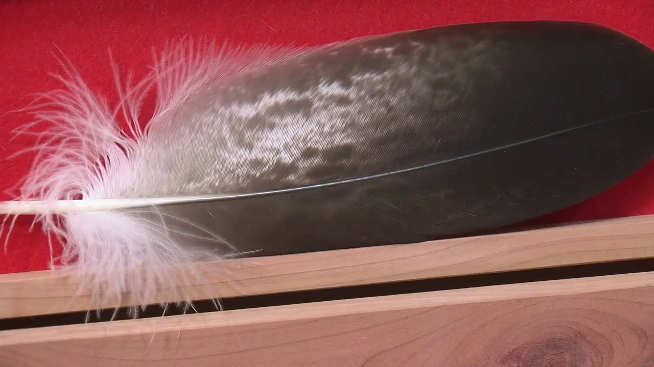 Sanctuary eagles serve sacred purpose to Native Americans