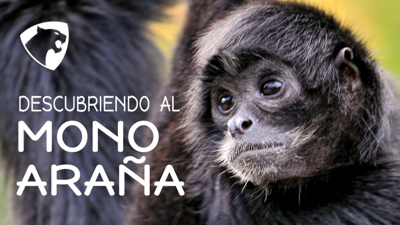 El mono araña | el mono más veloz de las Américas