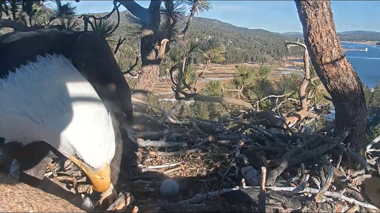 Coot Overboard!  Jackie Feverishly Looks For It!😃 1-11-21 🦅Big Bear Eagles