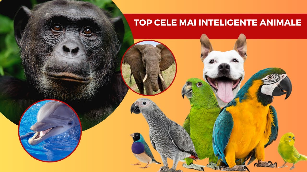 Top5 CELE MAI INTELIGENTE ANIMALE