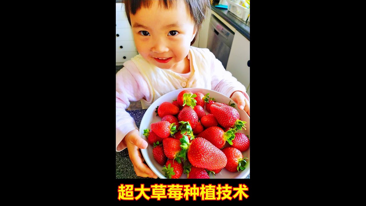 教你种出 超大草莓，重点技术