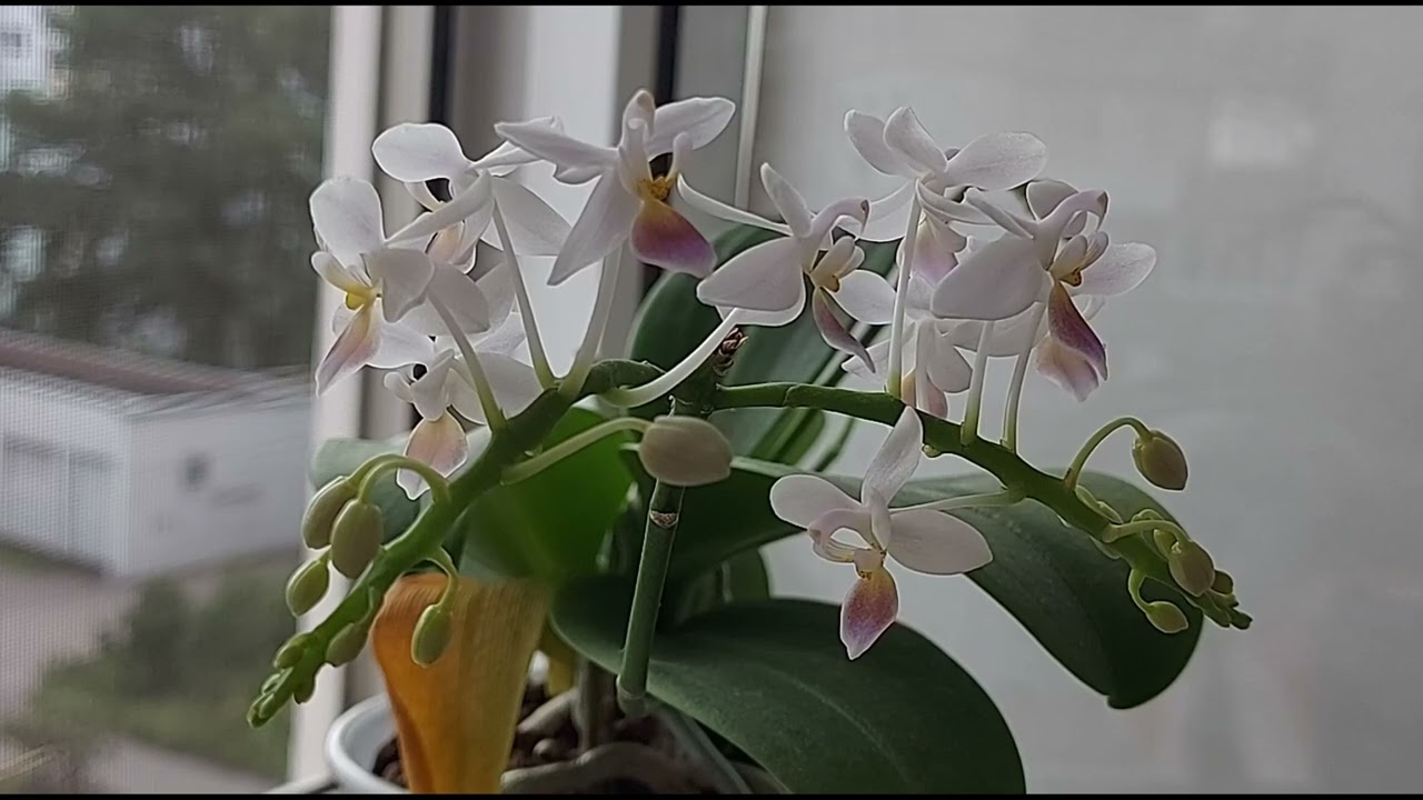 Ph. equqestris var. coerulea