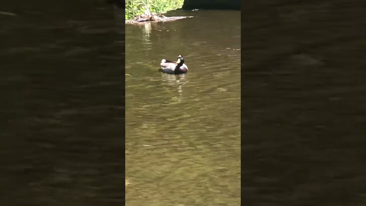 Sitting Duck #stateparks #nature #duck #connecticut #wildlife #fowl  #contentment #subscribe #short