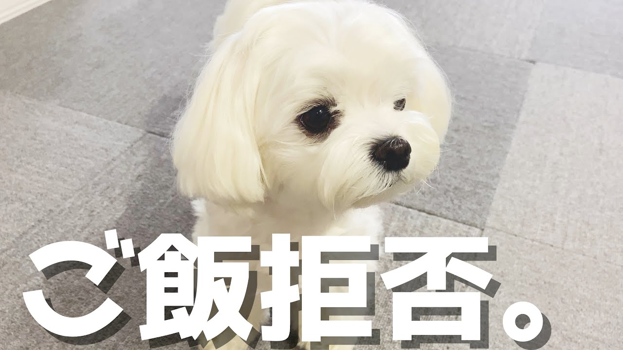 【ご飯拒否】ご飯を食べない犬の食欲が改善した手作り犬ご飯の作り方が簡単すぎる【マルチーズ 】