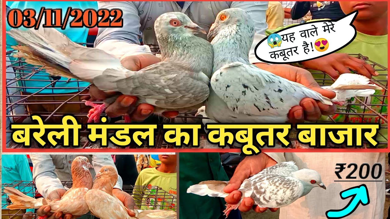 सबसे'सस्ता'कबूतर'बाजारी!Fatehganj Kabootar Market/शहर,बरेली,का,कबूतर मार्केट/Bareilly Rampur Road😱