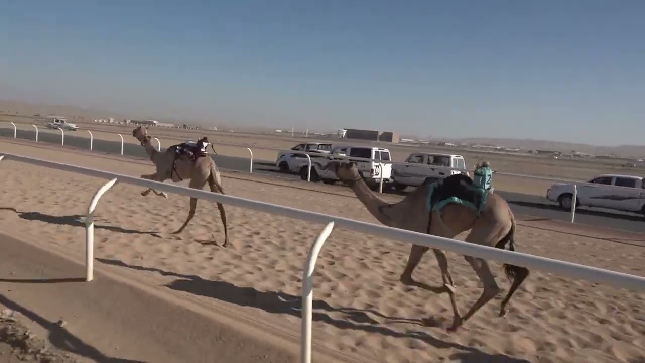 ولاء نادر ظاهر البلوي