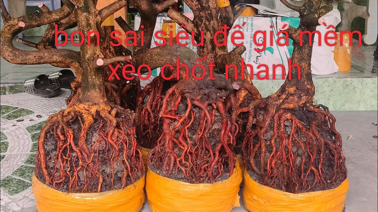 Ngày 21/2 bon sai siêu đế giá mềm xèo chốt nhanh 0332793171 hoàng tuấn