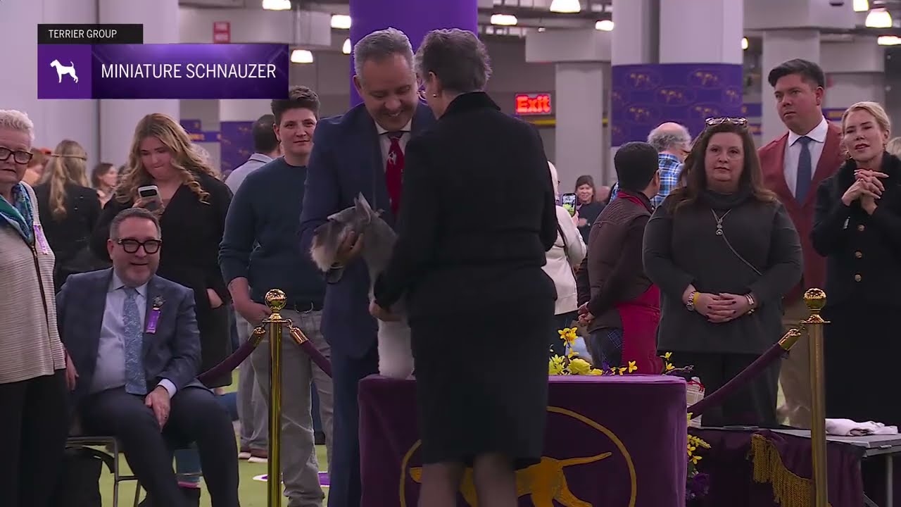 Miniature Schnauzers | Breed Judging 2026