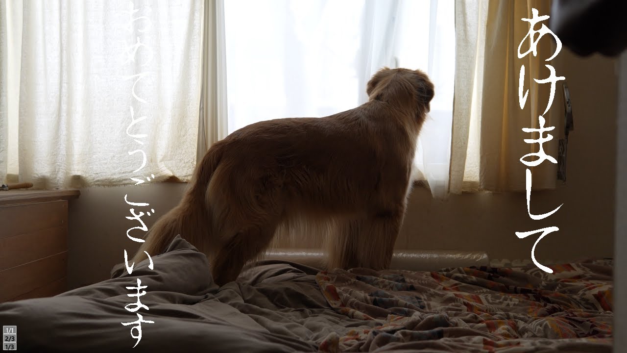 1匹が居なくて落ち着きません…