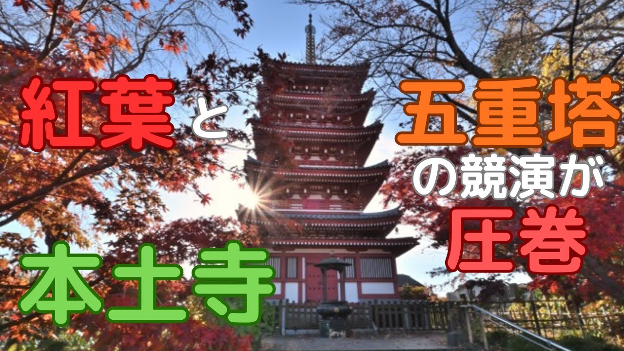 本土寺、紅葉と五重塔の競演は圧巻！