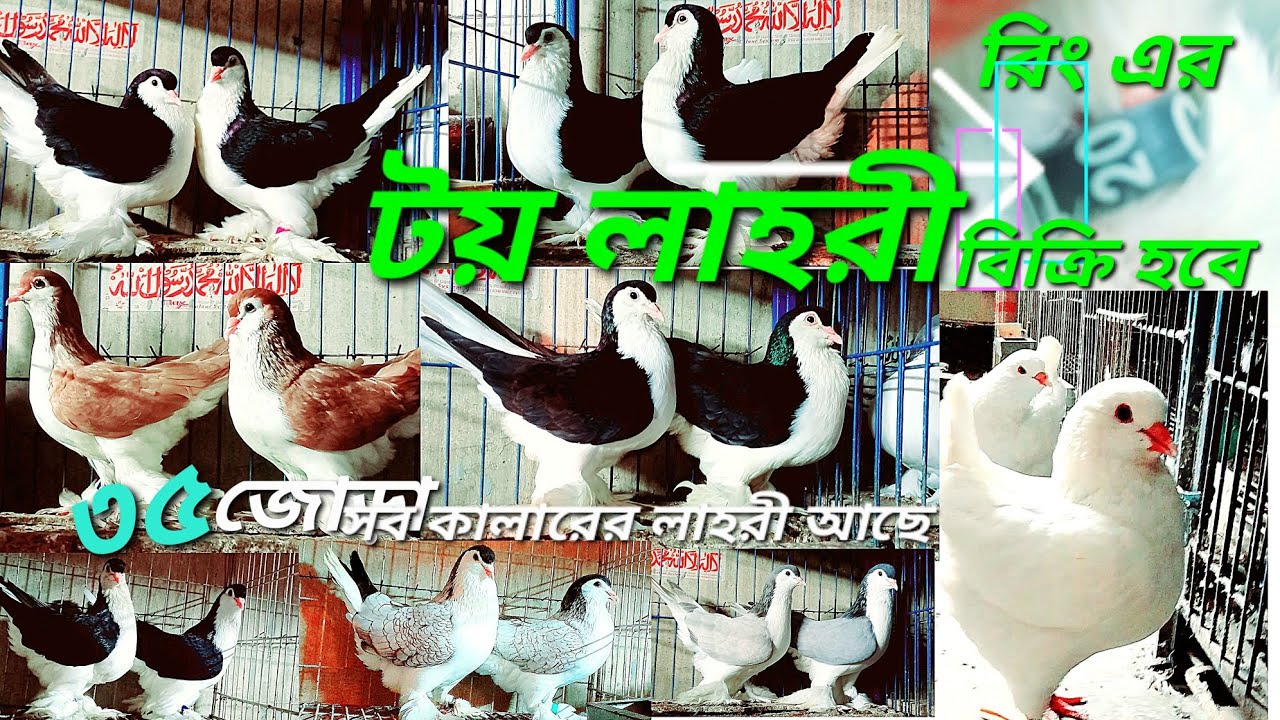 অরজিনাল ইমপোর্টেড ২০২০ রিং এর টয় লাহরী সিরাজি কবুতর বিক্রি হবে | টপ কোয়ালিটি শো-কিং কবুতর বিক্রি হবে