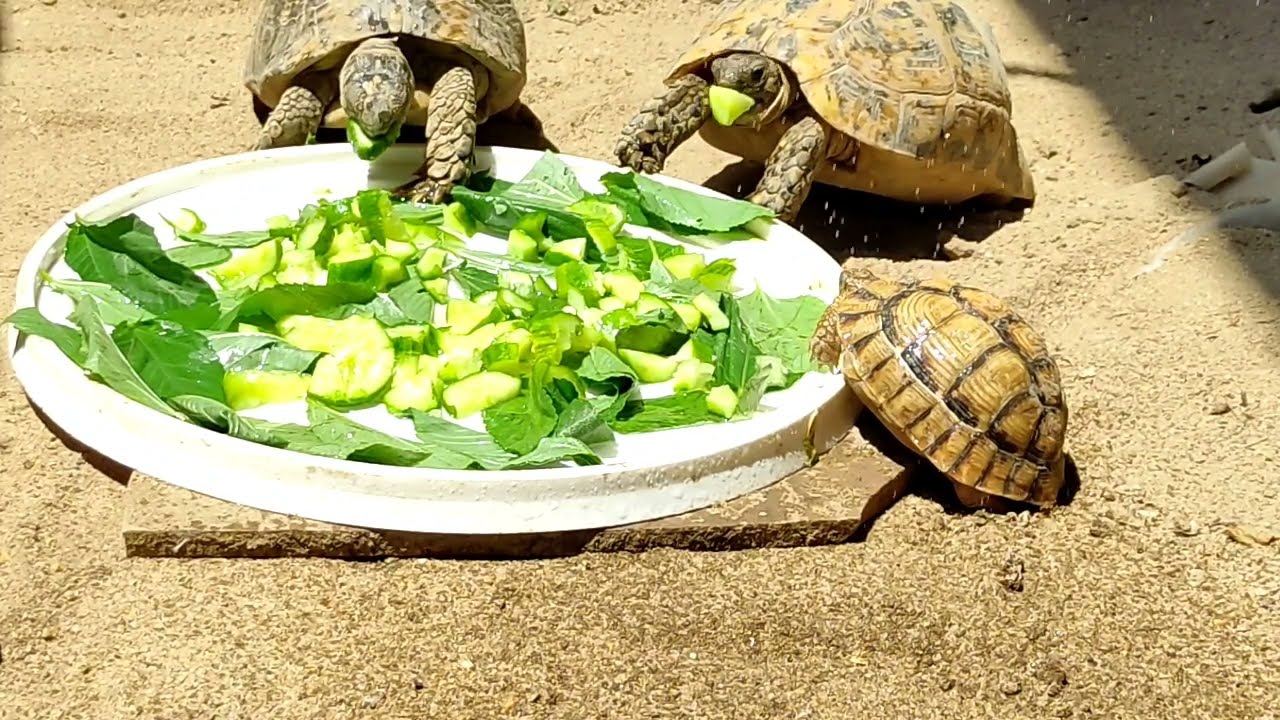 روتين زقزوق وزقزوقه وزيزي من اول ما بيصحوا لغايه ما بيناموا 🐢🐢