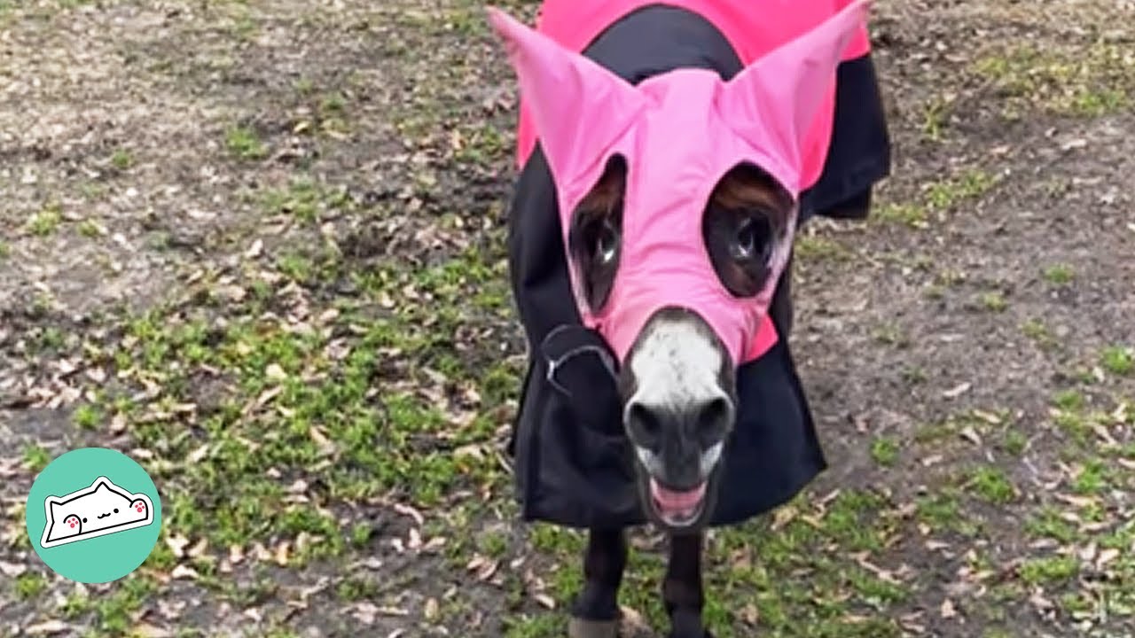 Shy Donkey Didn't Make a Sound Until All of a Sudden Started to Sing | Cuddle Donkeys