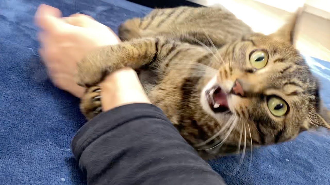 この世で最も恐ろしい凶暴猫がこちら... まとめ