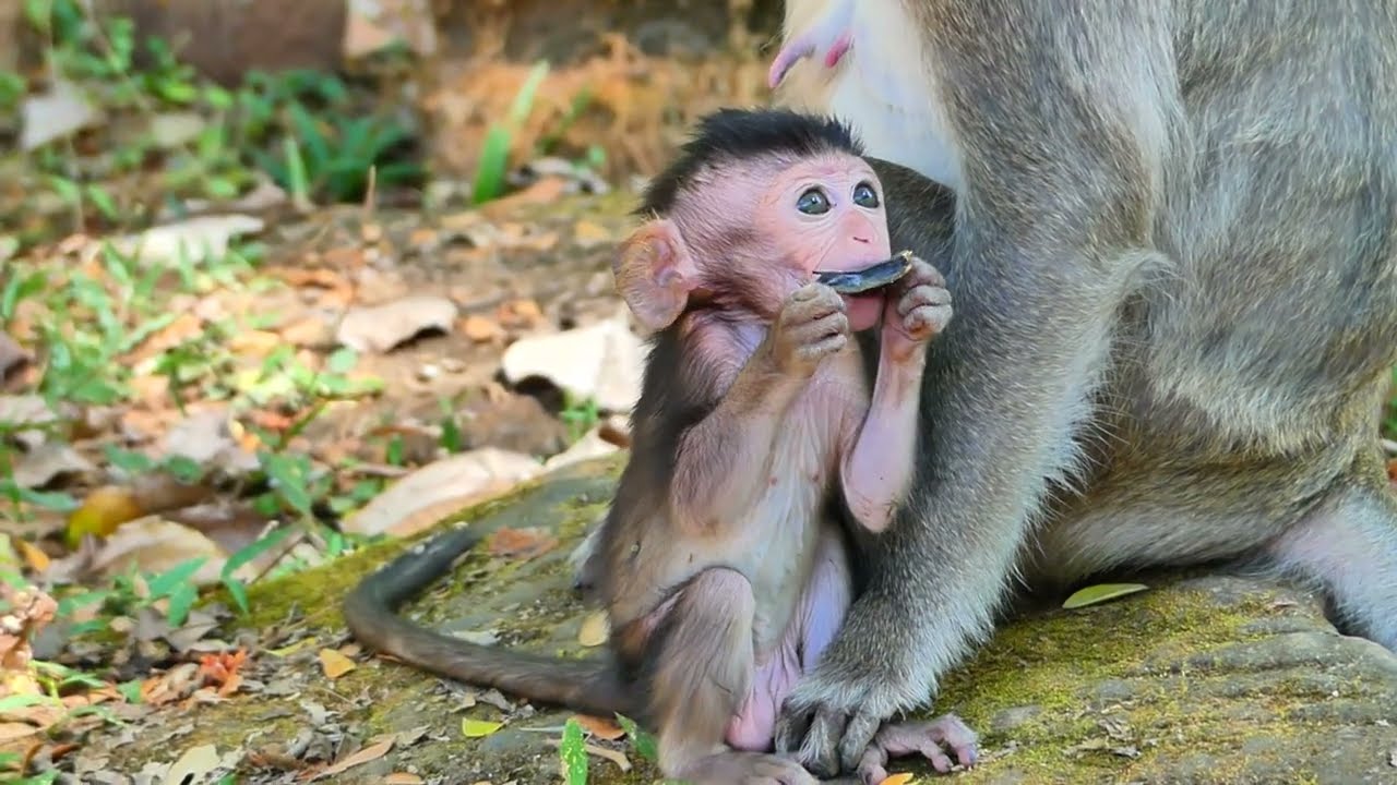 Nadna with Adorable Naina Baby Monkey | Monkey-Animals