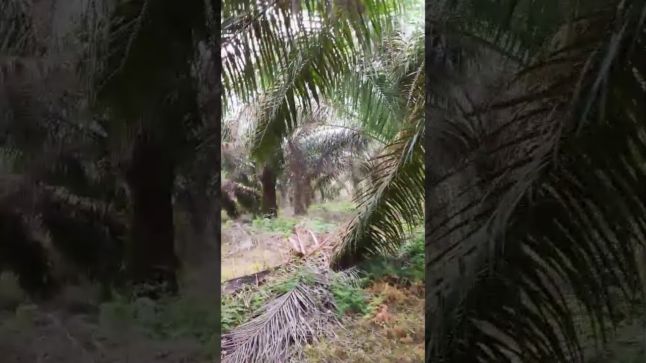 Blusukan di kebun sawit 