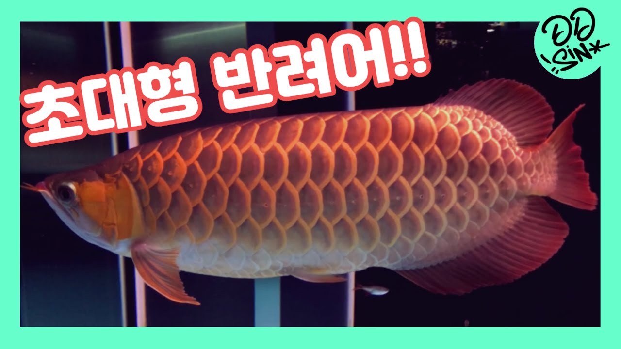 #초대형 물고기 사육!! #물멍 #물생활 #arowana #홍용 #asmr#불멍