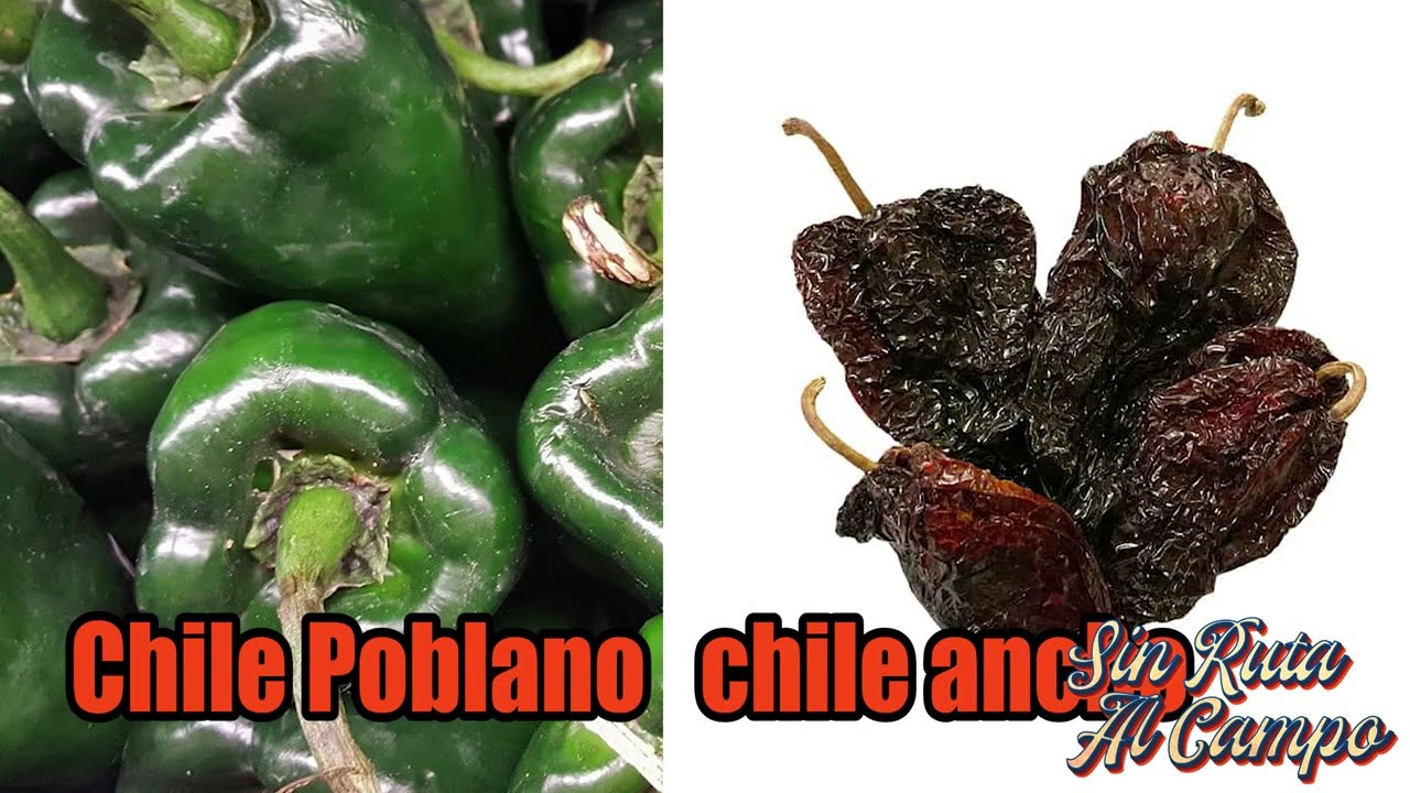 LOS CHILES CAMBIAN DE NOMBRE | Huertas de chilares en Zacatecas México | Piscando chiles